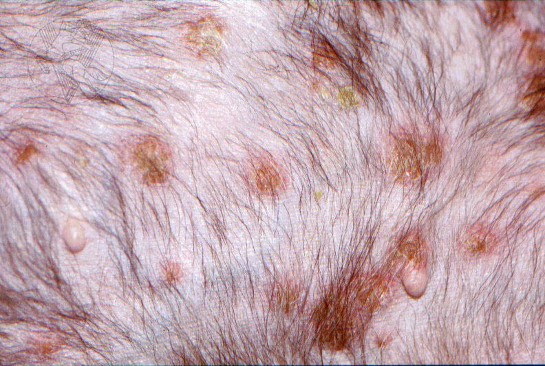 Generalized pemphigus foliaceus dog